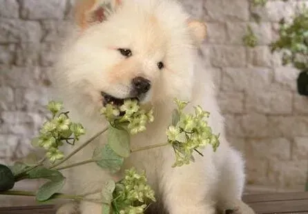 松狮犬|洗浴知识宝典 如何给松狮犬洗澡才是最正确的