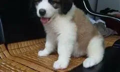 圣伯纳犬|圣伯纳犬刚疫苗不能洗澡如何帮它降温
