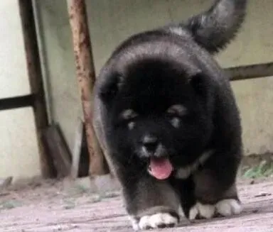 高加索犬|平时喂养高加索犬要给狗狗哪些营养