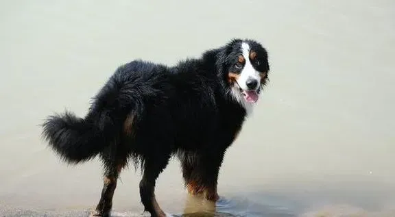伯恩山犬|轻松护理早产儿伯恩山犬的健康三步骤