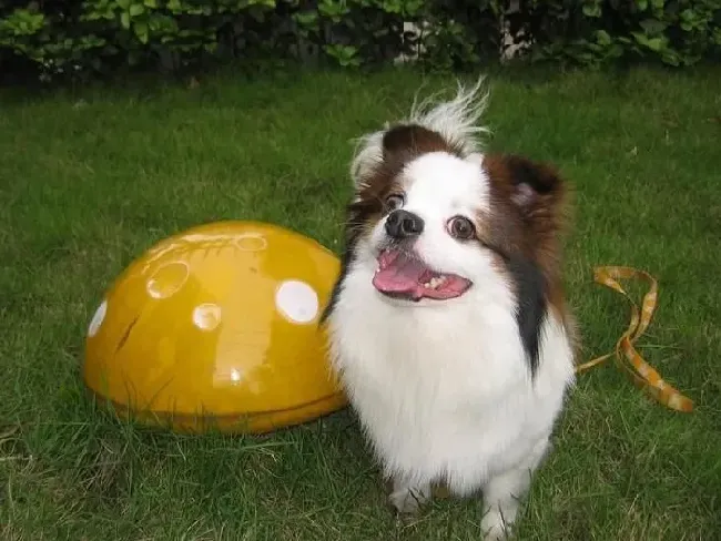 蝴蝶犬|蝴蝶犬中毒的症状及急救方法