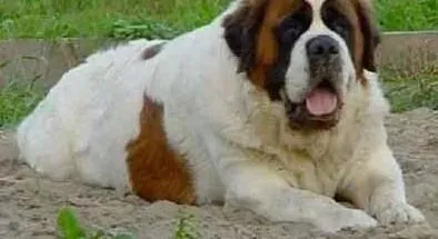 圣伯纳犬|安全健康：千万不能给圣伯纳犬吃的药