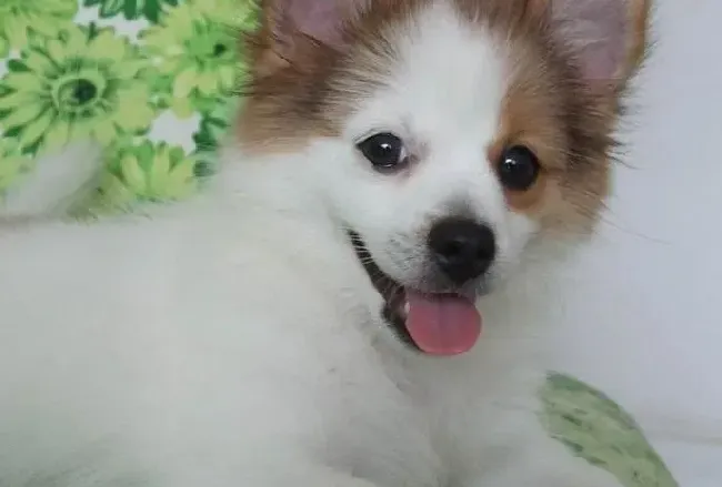 蝴蝶犬|美容天使顾问教你如何让蝴蝶犬的毛发越来越好