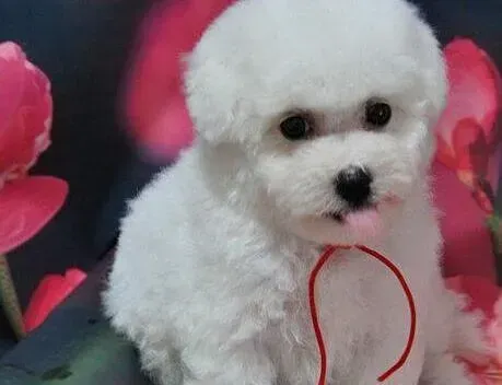 比熊犬|比熊犬喜欢喝饮料但不喝清水怎么办