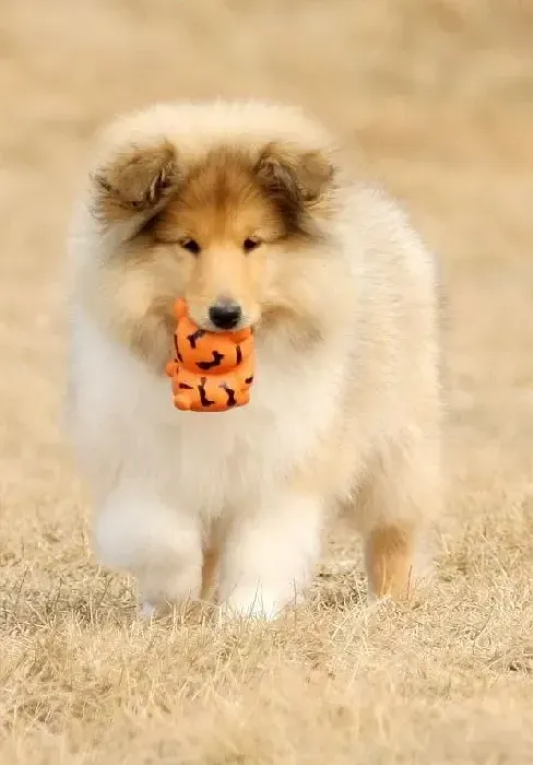 苏格兰牧羊犬|苏格兰牧羊犬大腿根部有红斑没事吧