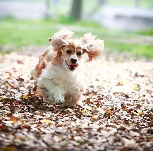 可卡犬|可卡犬眼圈发红需要用什么药物治疗