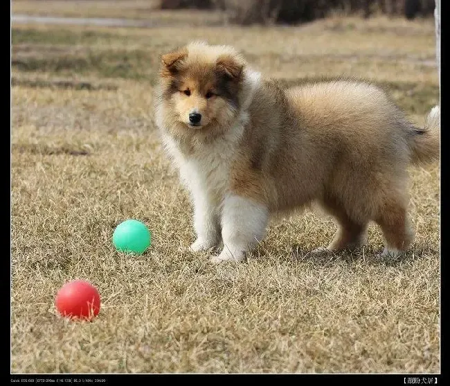 苏格兰牧羊犬|苏格兰牧羊犬偷吃了鸡骨头，口吐白色液体怎么办