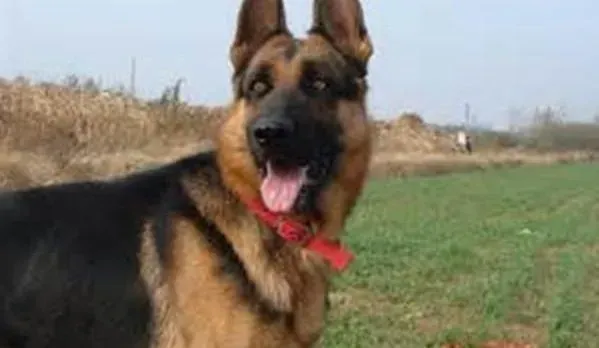 德国牧羊犬|导致德国牧羊犬挑食的重要原因