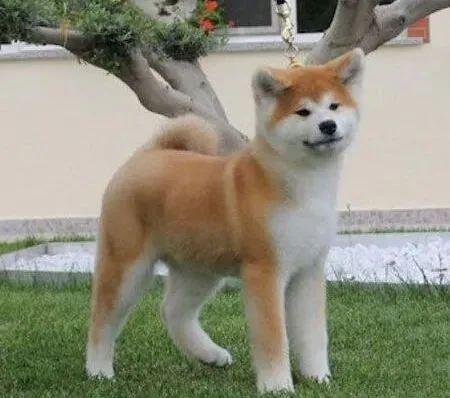 秋田犬|夏季给秋田犬补水的小诀窍