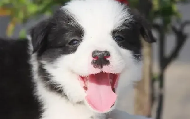 边境牧羊犬|饲养边境牧羊犬期间家庭须有哪些必备品