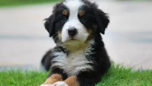 伯恩山犬|家庭饲养伯恩山犬需要做好哪些准备
