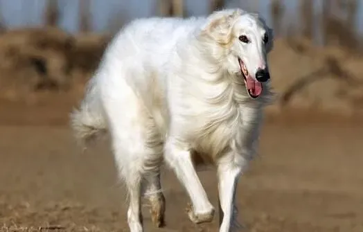 苏俄猎狼犬遗传病 遗传病只可预防无可治疗 | 苏俄猎狼犬