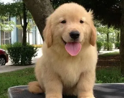 金毛|冬季如何护理有心血管疾病的金毛犬