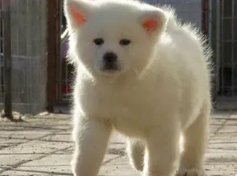 秋田犬|不知道为什么，秋田犬不喜欢吃狗粮