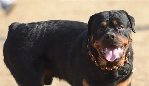 罗威纳犬智商 狗类智商排名中它排第九 | 罗威纳犬