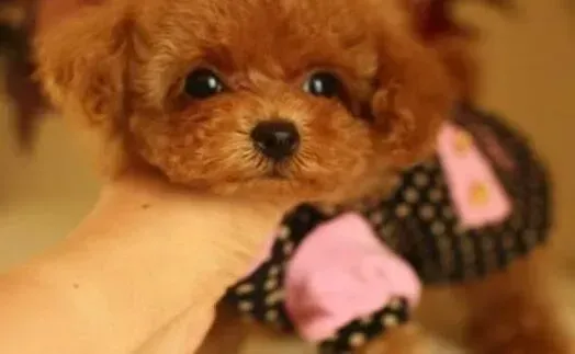 贵宾犬|你还在为贵宾犬被毛打结闹心吗
