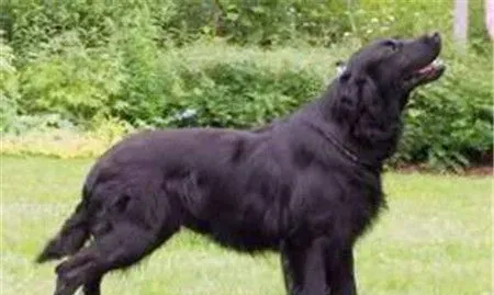平毛寻回犬好不好养 是非常好养的狗狗品种 | 平毛寻回犬