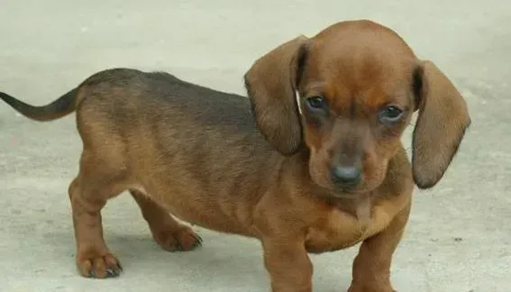 腊肠犬|生活小当家之轻松给腊肠犬量体温