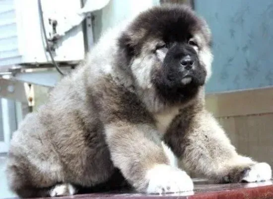 高加索犬|解说人工喂养高加索犬幼犬的方法