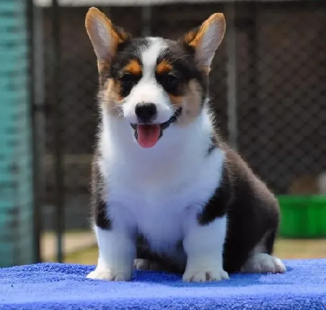 柯基犬|柯基犬耳朵痒而且有皮屑应如何治疗