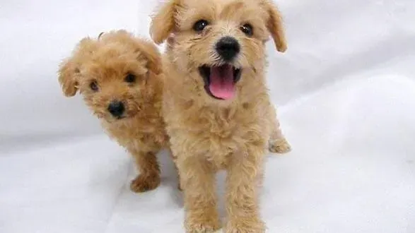 贵宾犬|如何保护贵宾犬的眼睛 日常护理工作很重要