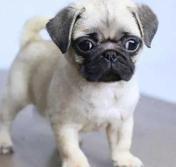 巴哥犬|巴哥犬年老后的喂养要点