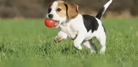 比格犬|比格犬肥胖的两大罪魁祸首