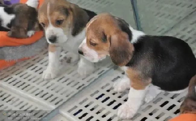 比格犬|家里的比格犬肛门有臭味是怎么了