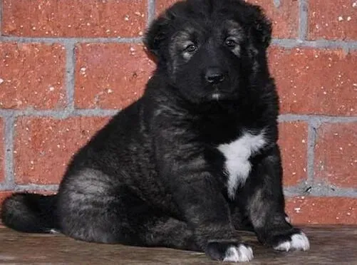 高加索犬|如何管理好高加索犬犬舍的卫生
