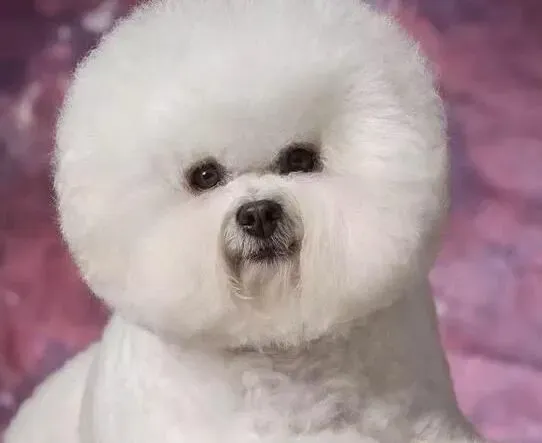 比熊犬|美容达人 给比熊犬的毛发做护理