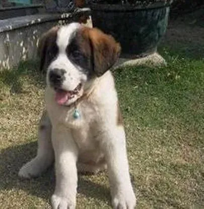圣伯纳犬|伯恩山犬缺乏维生素C有哪些具体的症状