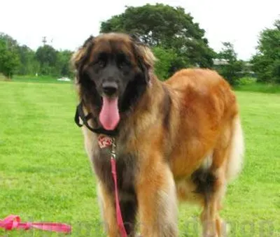 兰波格犬如何训练 循序渐进的训练 | 兰波格犬