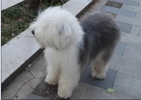 古代牧羊犬|怎样让古代牧羊犬接受其他的狗狗
