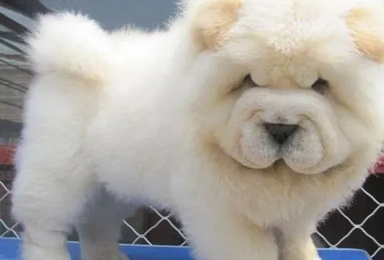 松狮犬|松狮犬的体味是否特别严重