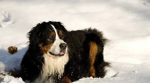 伯恩山犬会丢毛吗 新生犬毛发如何处理 | 伯恩山犬