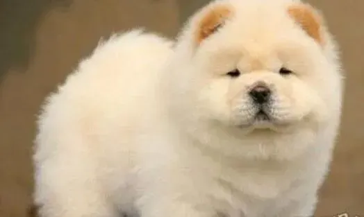 松狮犬|怎样给松狮犬做好防暑准备