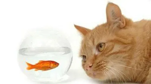 家里的猫发情了怎么办 猫发情乱叫怎么办 | 发情
