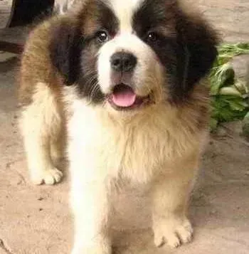 圣伯纳犬|圣伯纳犬最近吃什么吐什么，如何解决这个问题