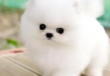博美犬|成功饲养博美犬学问大