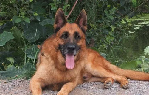 比利时牧羊犬多久立耳 五个月就开始立耳 | 比利时牧羊犬