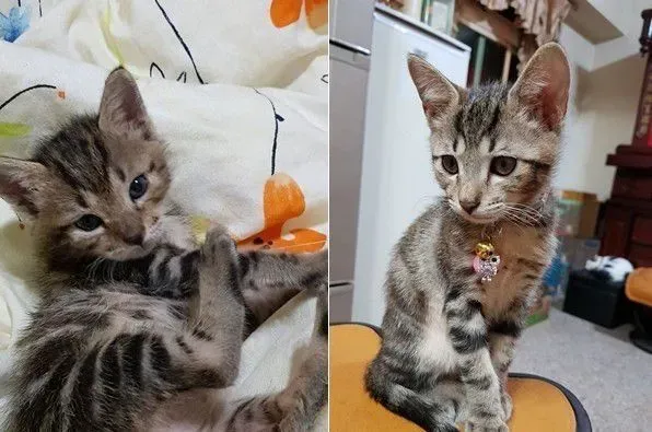 虎斑猫整只爬到爸爸头上 塞乃理毛景象超可爱 | 猫