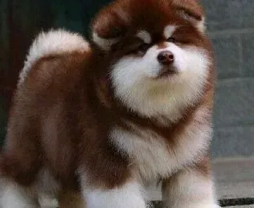 阿拉斯加犬|阿拉斯加犬精神十分正常就是不吃饭什么原因