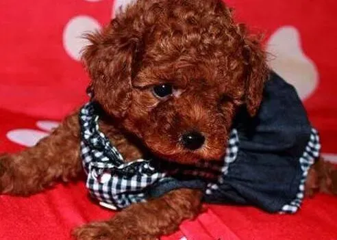 贵宾犬|主人们容易忽视的喂养贵宾犬的四个方面
