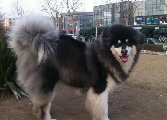 阿拉斯加雪橇犬得细小 阿拉斯加细小如何治疗 | 阿拉斯加雪橇犬