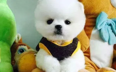 博美犬|博美犬食欲排便都正常却贫血怎么办