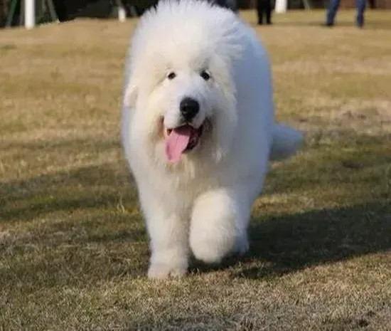 大白熊犬|大白熊犬拉粑粑带黑色黏液 求帮忙分析下原因
