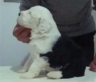 古代牧羊犬|古代牧羊犬患上细小，拉血吐了求治疗