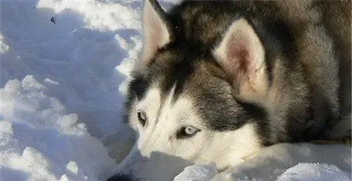 阿拉斯加雪橇犬得细小 阿拉斯加细小如何治疗 | 阿拉斯加雪橇犬
