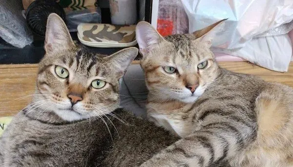 以前的三条街的街猫老大 现在被弟弟霸凌热情舔毛