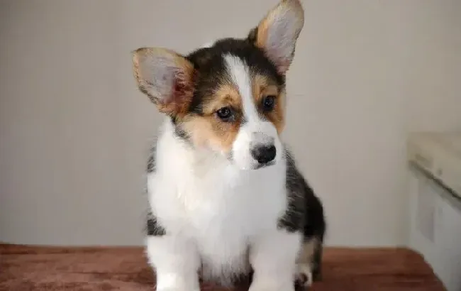 柯基犬|柯基犬一天便便次数很多这正常吗